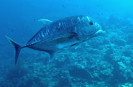 Sipadan_2015_Carangue a grosse tete_Caranx ignobilis_IMG_2986_rc